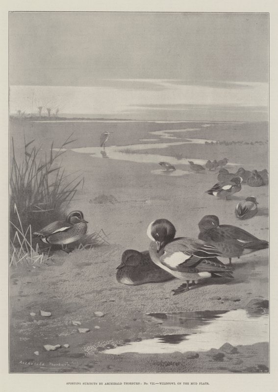 Sportonderwerpen, watervogels op de moddervlakten door Archibald Thorburn
