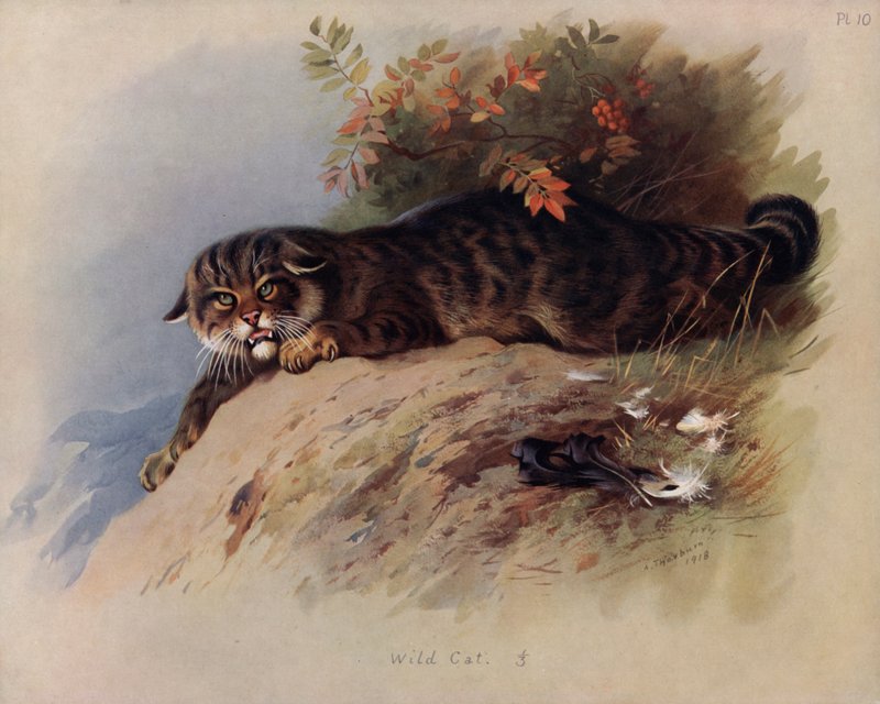 Wilde Kat door Archibald Thorburn