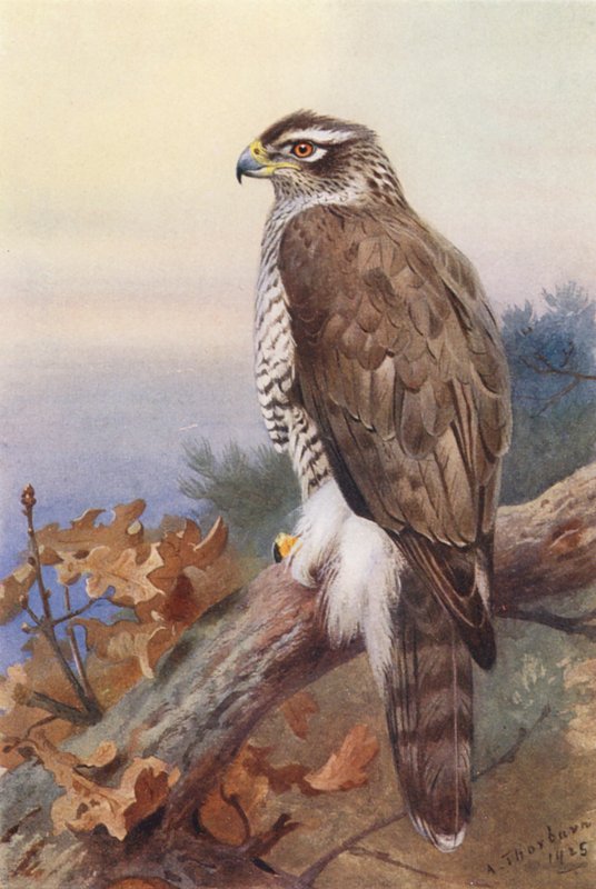 Havik door Archibald Thorburn