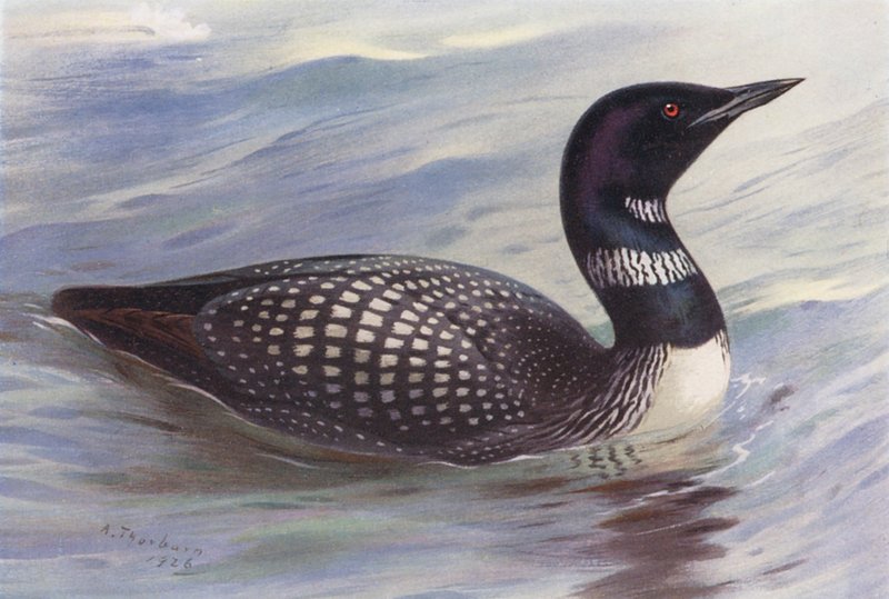 IJsduiker door Archibald Thorburn