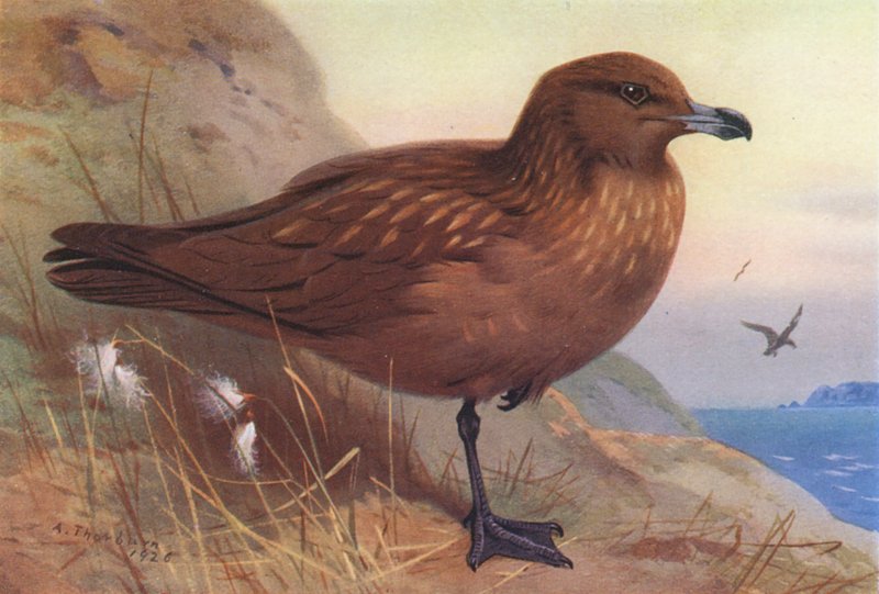 Grote Jager door Archibald Thorburn