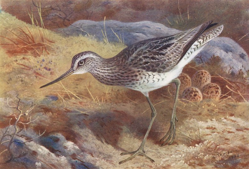 Groenpootruiter door Archibald Thorburn