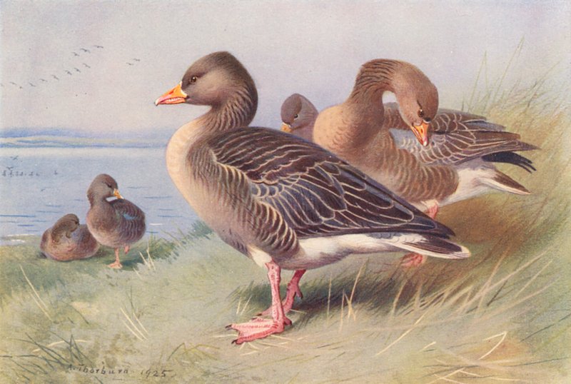 Grijze Gans door Archibald Thorburn