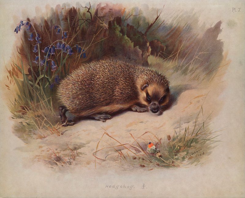 Egel door Archibald Thorburn