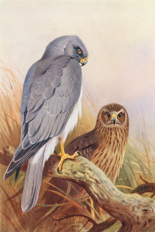Blauwe Kiekendief door Archibald Thorburn