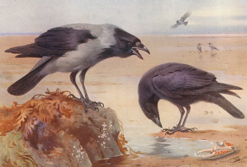 Bonte kraai, zwarte kraai door Archibald Thorburn