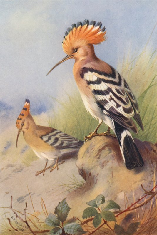 Hop door Archibald Thorburn