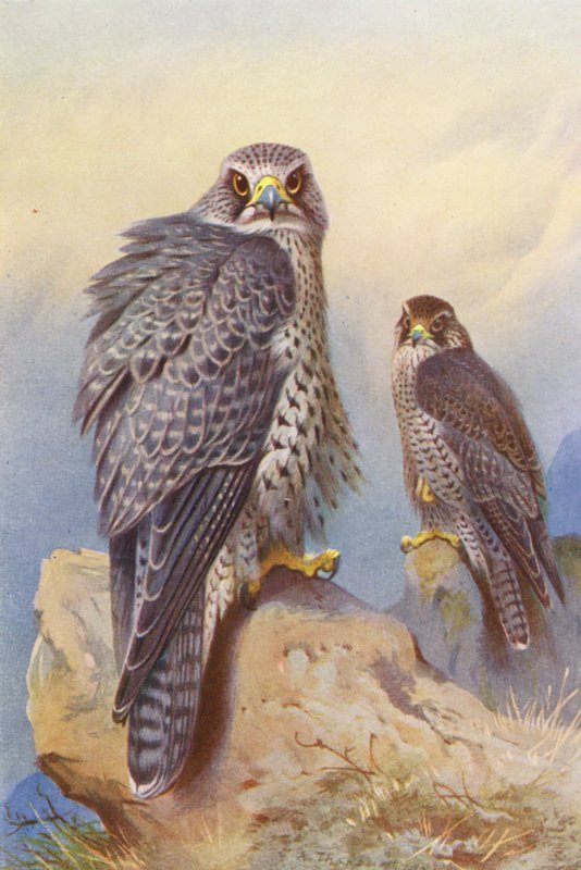 IJslandse valk, giervalk door Archibald Thorburn