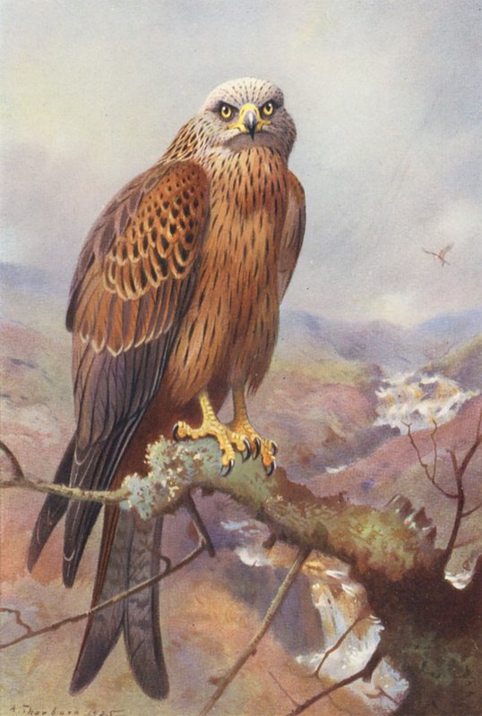 Vlieger door Archibald Thorburn