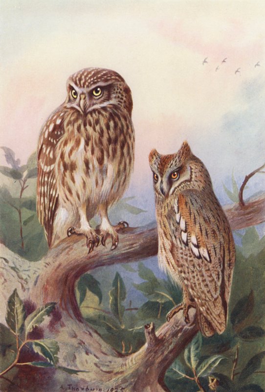 Steenuil, Dwergooruil door Archibald Thorburn