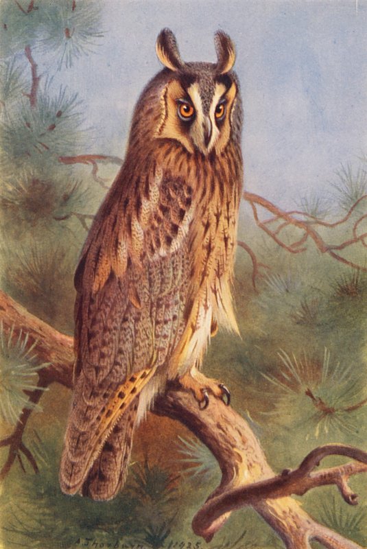Ransuil door Archibald Thorburn