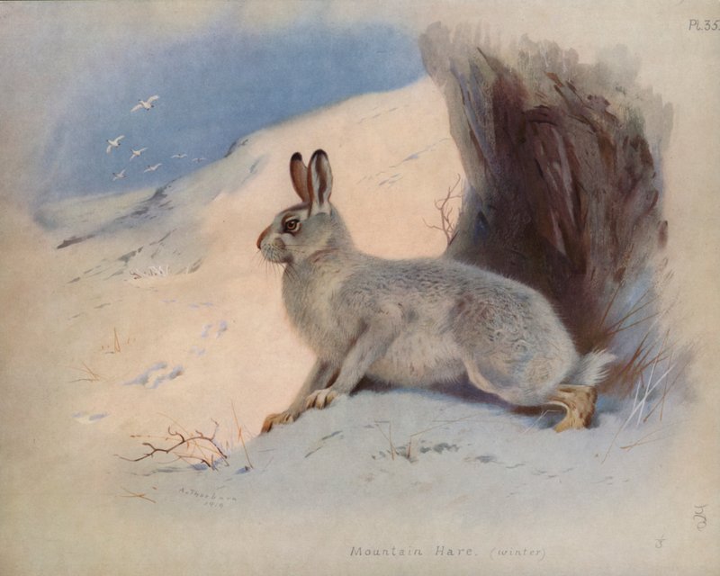 Sneeuwhaas (winter) door Archibald Thorburn