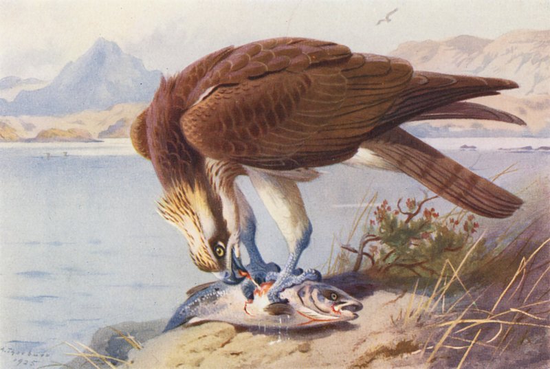 Visarend (kleur litho) door Archibald Thorburn