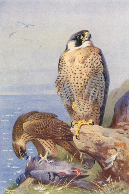 Slechtvalk door Archibald Thorburn