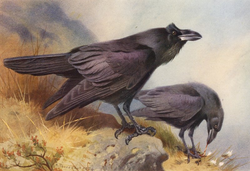 Raaf door Archibald Thorburn