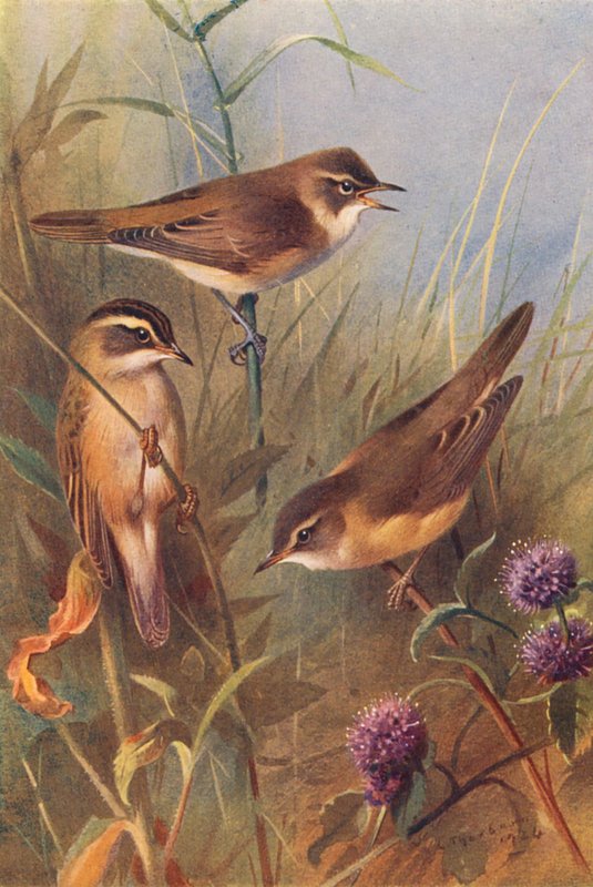 Rietzanger, Kleine Karekiet, Grote Karekiet door Archibald Thorburn