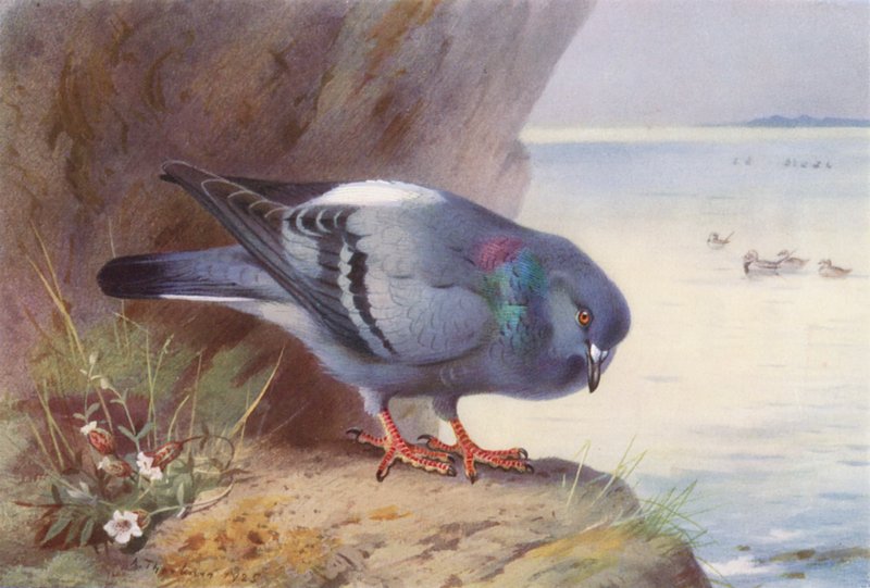 Rotsduif door Archibald Thorburn