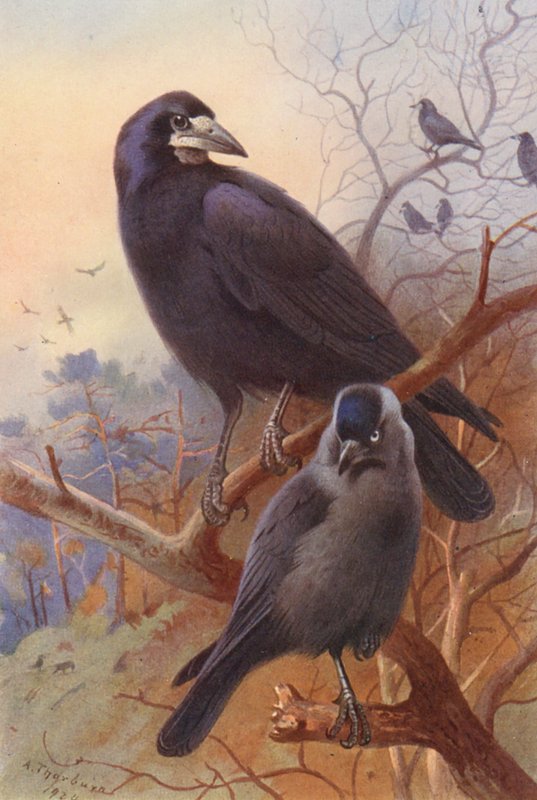Rook, Kauw door Archibald Thorburn