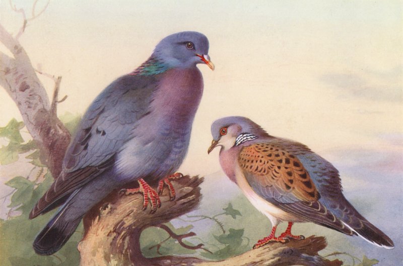 Holenduif, Tortelduif door Archibald Thorburn