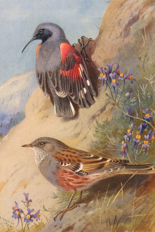 Muurkruiper, alpenheggenmus (kleur litho) door Archibald Thorburn