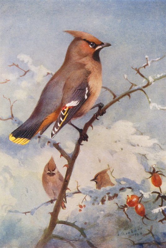 Pestvogel door Archibald Thorburn