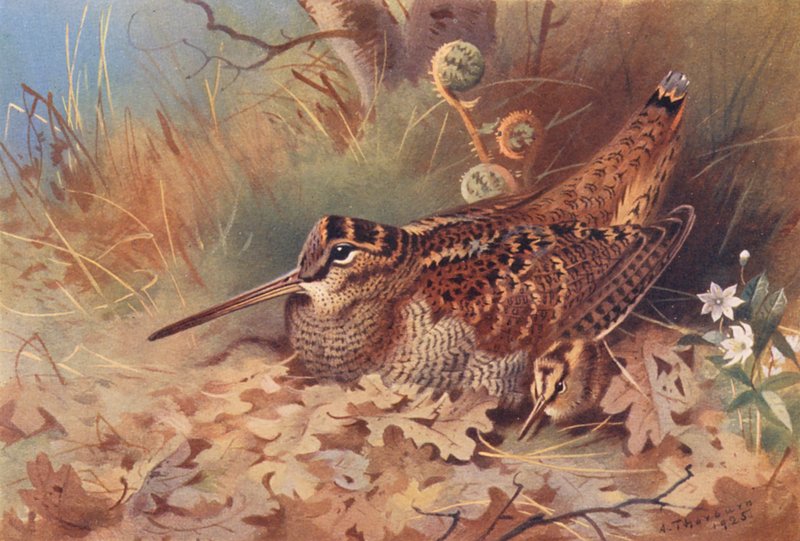 Houtsnip door Archibald Thorburn