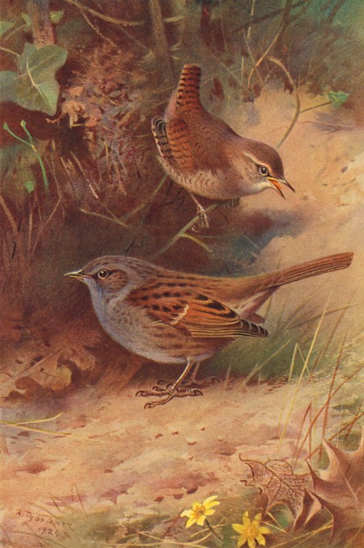 Winterkoning, Heggenmus door Archibald Thorburn