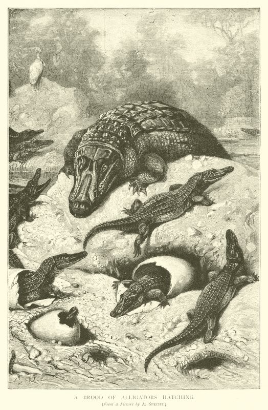 Een broedsel van alligators dat uitkomt door August Specht
