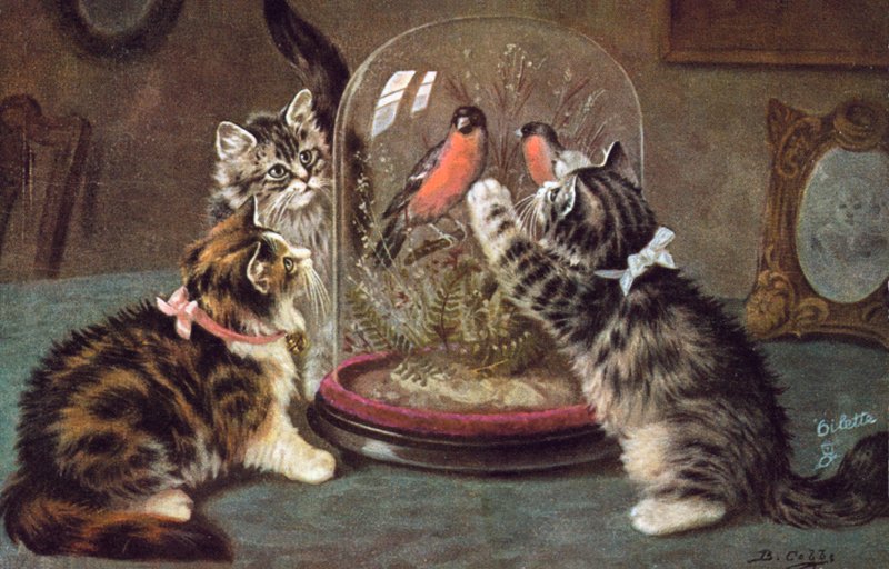 Katten ansichtkaart door Bernard Cobbe
