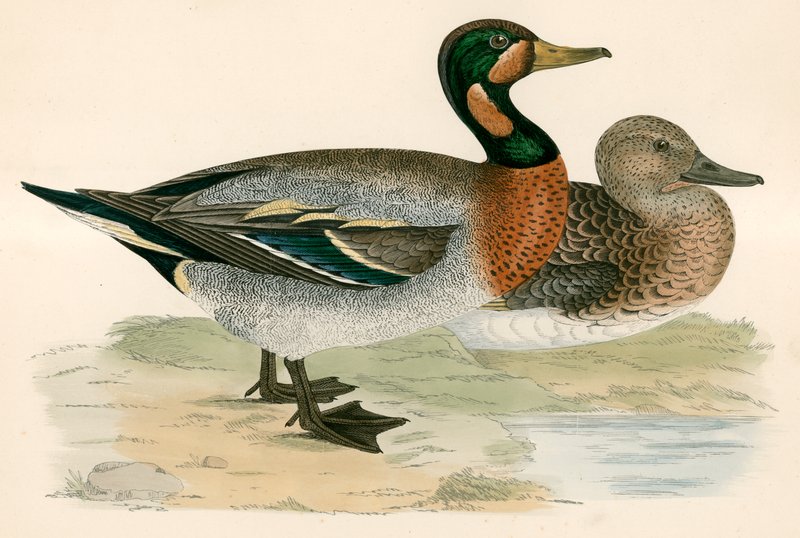Bimaculated Eend door Beverley R. Morris