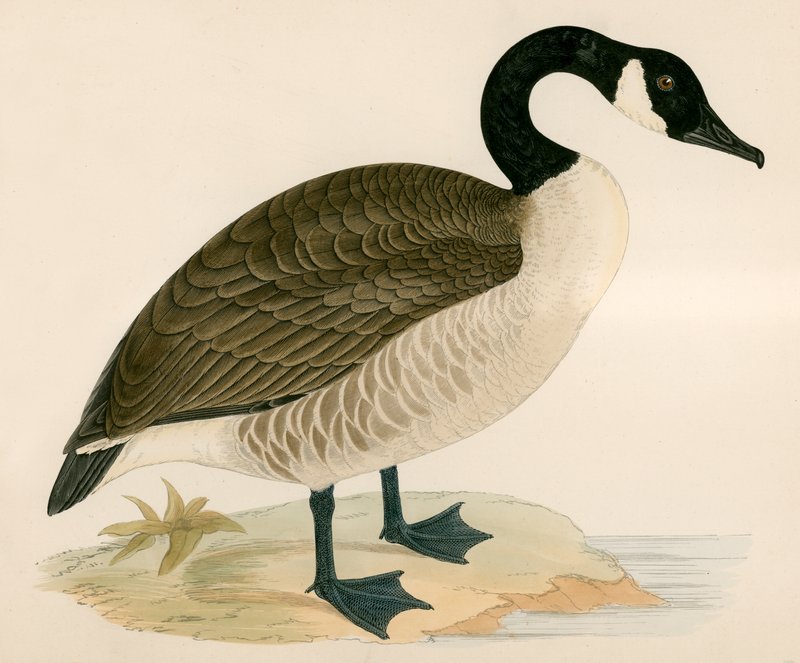 Canadese Gans door Beverley R. Morris