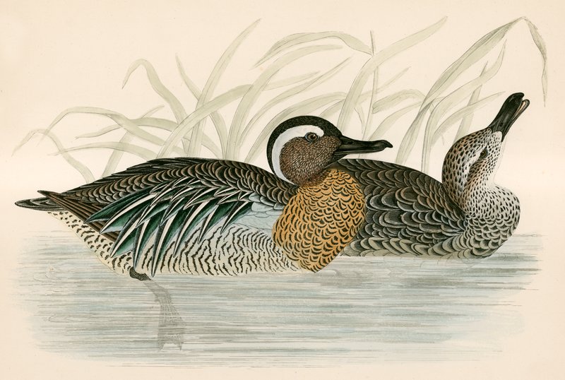 Wintertaling door Beverley R. Morris