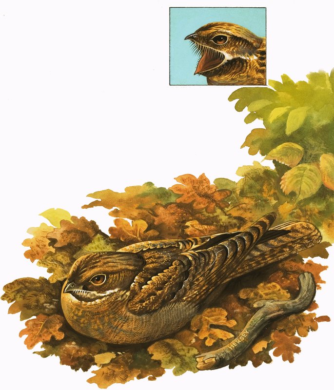 Ongeïdentificeerde vogel door Bob Hersey