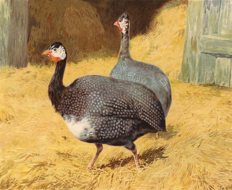Parelhoenders door Charles Collins