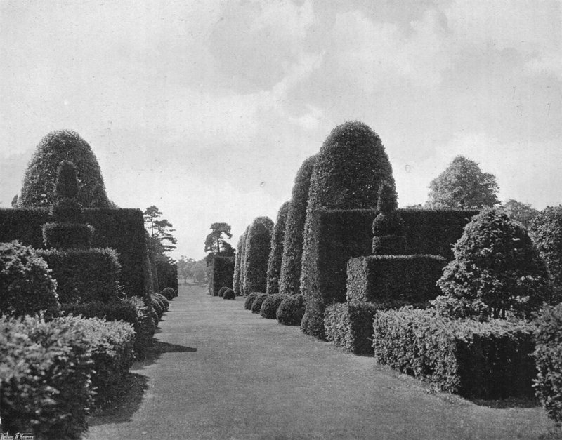 Ilex en Taxus door Charles Latham