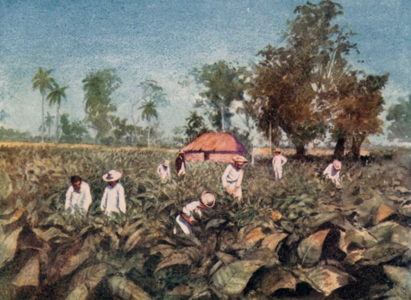 Tabaksplantage, Cuba (kleur litho) door Claude Pratt
