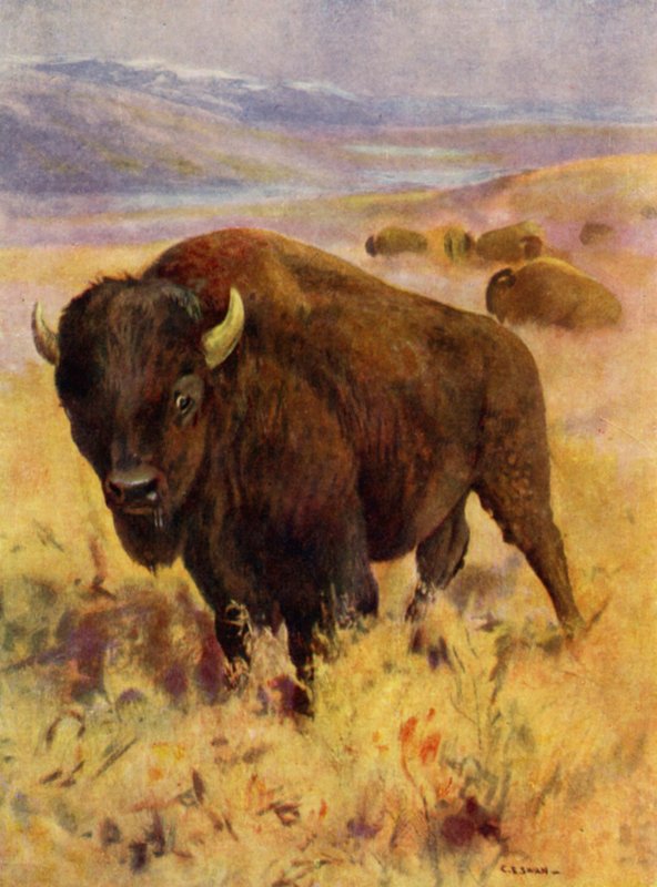 In de dierentuin: Bison door Cuthbert Edmund Swan