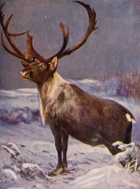 In de dierentuin: Rendier door Cuthbert Edmund Swan