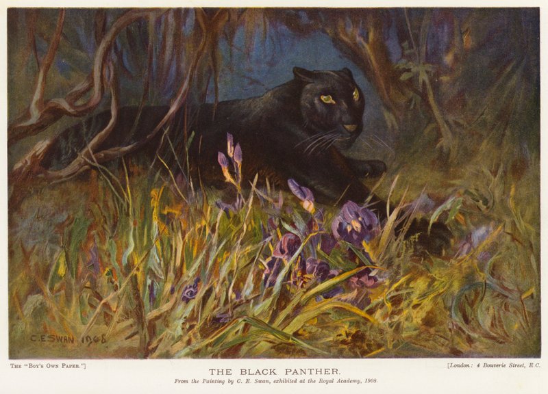 De zwarte panter door Cuthbert Edmund Swan