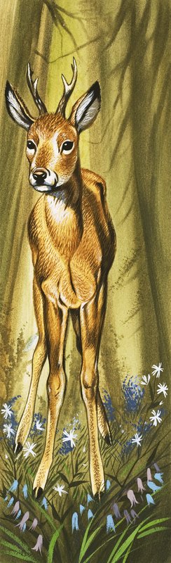 The Roe Deer door David Pratt