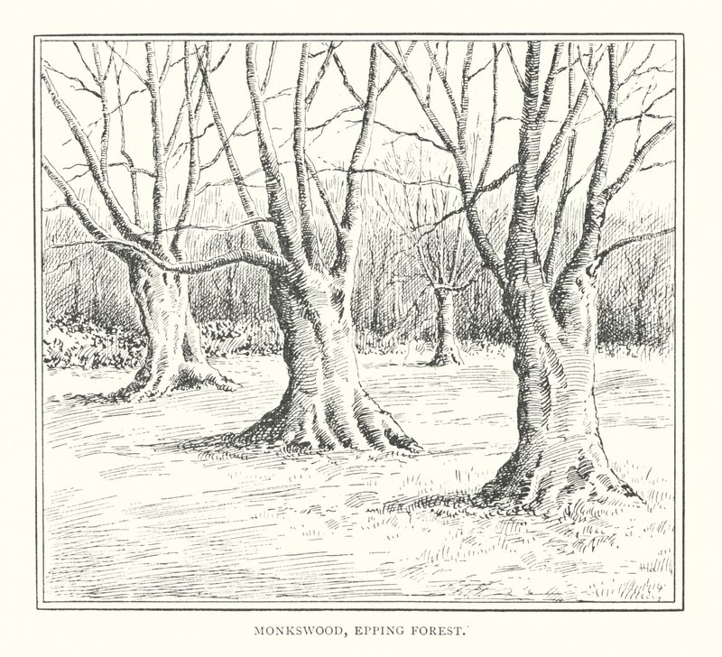 Monkswood, Epping Forest door Duncan Moul