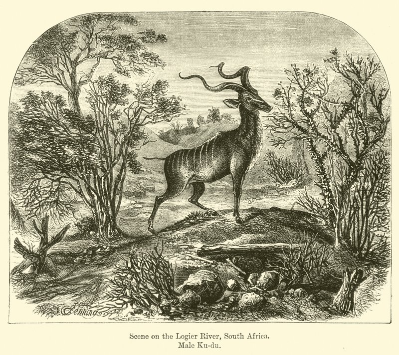 Scène aan de Logier-rivier, Zuid-Afrika, mannelijke koedoe door E. Jennings