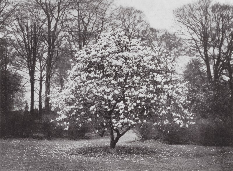 Kew Gardens, ca. 1900 door E. J. Wallis