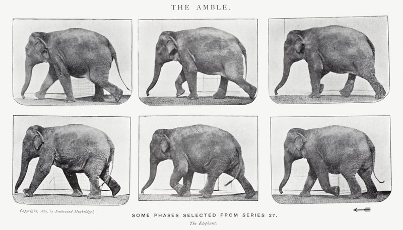 De draf door Eadweard Muybridge