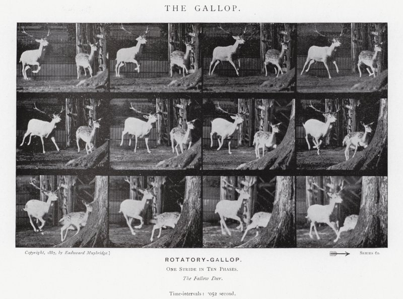 De Galop door Eadweard Muybridge