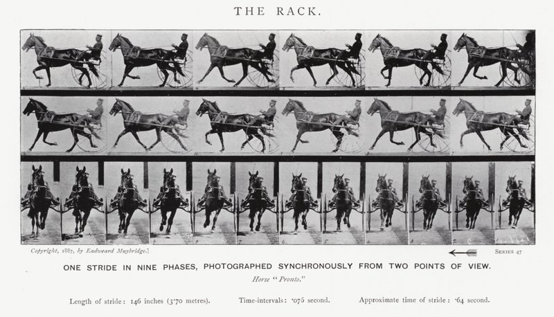 De Galop door Eadweard Muybridge