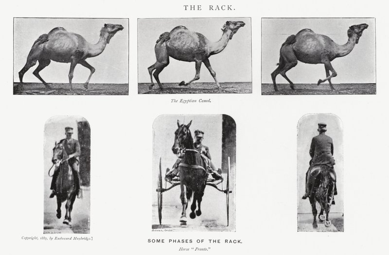 De rack door Eadweard Muybridge