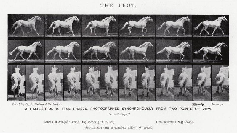 Eadweard Muybridge: De draf (zw/w foto) door Eadweard Muybridge