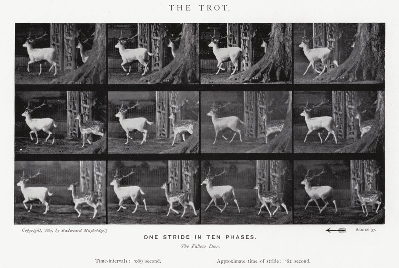 Eadweard Muybridge: De draf door Eadweard Muybridge