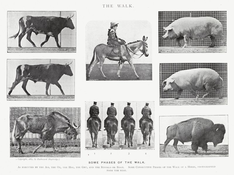 Eadweard Muybridge: De wandeling (zwart-wit foto) door Eadweard Muybridge